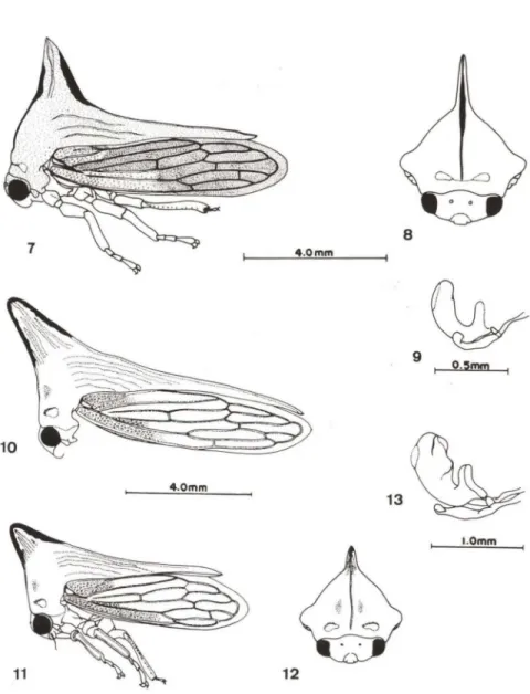 Figs 7-13. (7-9) Potnia miracyae sp.n., macho. (10-13) Potnia diringshofeni sp.n ..  (10) Fêmea; 