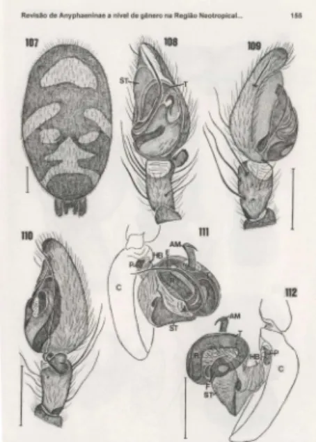 Figs  107-112.  LcpajanedWard;siep.n .. macho Abdõmen ; (107)dorsal; paipo: (l 08)V&lt;llIlraI; 
