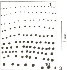 Fig.  3.  Gratiana  boliviana.  Fileiras  de  pontos de  1  a  10,  na  altura do  meio do  élitro