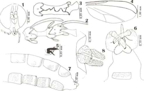 Figs 1-8. Myrciamyia maricaensis, sp.n. (1) Fêmea, cabeça, vista frontal; (2) macho, flagelômero V; (3) fêmea, flagelômero V; (4) fêmea, asa; (5) garra tarsal e empódio, vista lateral; (6) macho, tergito VIII e terminália, vista dorsal; (7) fêmea, abdômen,