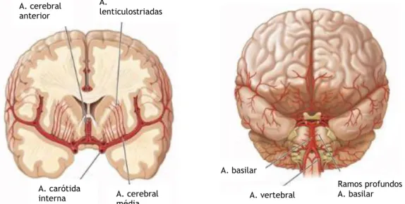 Figura  1.  Circulação  anterior,  posterior  e  pequenas  artérias  lenticulostriadas