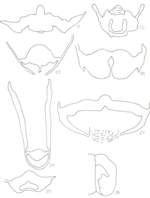 Figs 21-28. Tribo Brassolini. (21-27) Lamela pós-vaginal, vista ventral. (21) Dynastor napoleon; (22) Brassolis sophorae; (23) Catoblepia amphirhoe; (24) Penetes pamphanis;