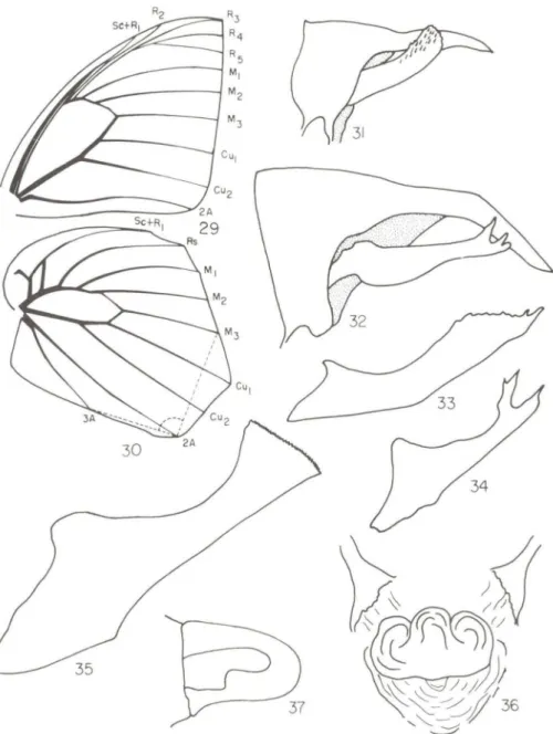 Figs 29-37. Tribo Naropini. (29-30) Asas de Narope cy/lastros. (29) anterior e (30) posterior