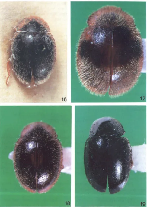 Figs 16-19. (16) Gordonoryssomusdeyrollei(Crotch, 1874) holótipo; (17) G.nigripilosus, sp.n., holótipo; (18) G