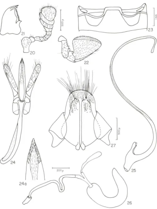 Figs 20-27. (20) Gordonoryssomus deyrollei (Crotch, 1874). (20) antena; (21) mandíbula;