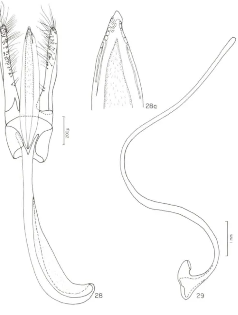 Figs 28-29. Gordonoryssomus nigripilosus, sp.n. holótipo. (28) tégmem; (28a) ápice do lobo médio; (29) sifão.