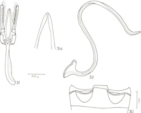 Figs 30-32. Gordonoryssomus nigrus. sp.n. holótipo. (30) primeiro este rno abdominal; (311 tégmem; (31 a) ápice do lobo médio; (32) sifão.