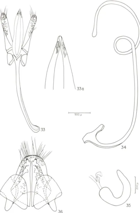 Figs 33-36. Gordonoryssomus de/icatus, sp.n. holótipo. (33) tégmem; (33a) ápice do lobo médio; (34) sifão; (35) espermateca; (36) genitália da fêmea.