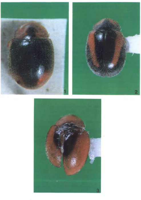 Figs 1-3. (1) Oryssomus subterminatus Mulsant, 1850; (2) O.lineatus Gordon, 1974, parátipo; (3) O
