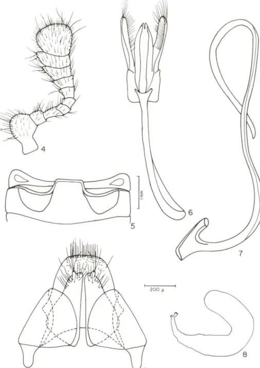 Figs 4-9. Oryssomus subterminatus Mulsant, 1850. (4) antena; (5) primeiro esterno abdominal; (6) tégmem; (7) sifão; (8) espermateca; (9) genitália da fêmea.