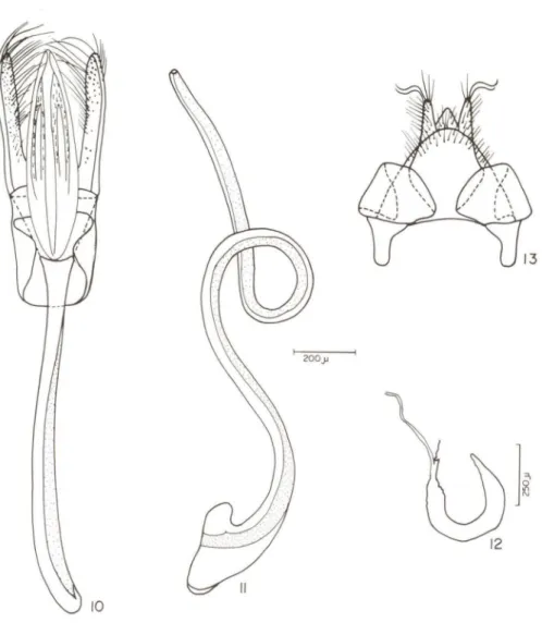Figs 10-13. Oryssomus lineatus Gordon, 1974. (10) tégmem; (11) sifão; (12) espermateca;