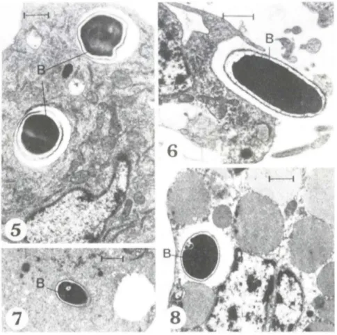 Figs  5-8.  Diferentes  tipOS  de  hemócitos  com  bactéria  (8)  intracitoplaslllática