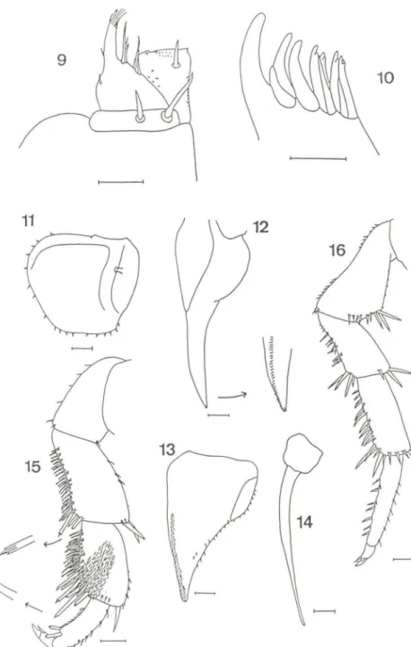Figs  9- 16.  Bal/oniscus glaber,  sp.n ..  (9)  Maxilípodo;  (10)  exito  da  maxílula;  (11)  exópodo  do  pleópodo  I;  (12)  endópodo do  pleópodo I;  (13)  exópodo do  pleópodo  II;  (14)  endópodo  do  pleópodo  I;  (15)  pereiópodo  1;  (16)  pereió