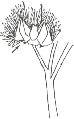 Fig.  2.  Visita de G/ossophaga soricina,  notar as  asas  recolhidas  (seta).  Desenho de  S.S.P