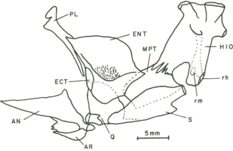 Fig . 6.  Suspensório da mandíbula, vista lateral interna do lado direito . (HIO)  Hiomandibular,  (ENT)  endopterigóide ,  (MPT)  metapterigóide,  (ECT)  ectopterigóid e,  (PL)  palatino ,  (AR)  articular,  (AN)  angul ar,  (Q)  quadrado,  (S)  simpléti 