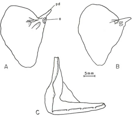 Fig.  7.  Opérculo.  (A)  Vista  interna  do lado  esquerdo;  (BI  vista  externa  do  lado  direito;  (e)  preopérculo  vista  lateral  externa  do  lado  direito