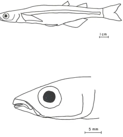 Fig.  2.  Odontesthes  mirinensis,  sp.n.,  109mm comprimento  padrão,  MCP  17696  Lagoa  Mirim,  Estação  Ecológica  do  Taím,  Rio  Grande  (Rio  Grande  do  Sul),  29  de  dezembro  de  1988 (A)