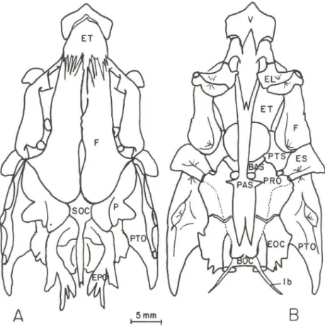 Fig .  3 .  Odontesthes  mirinensis  sp.n .  Neurocrânio  em  vista  dorsal  (A)  e  ventral  (B);  Ib  =  ligamento  de  Baudelot 