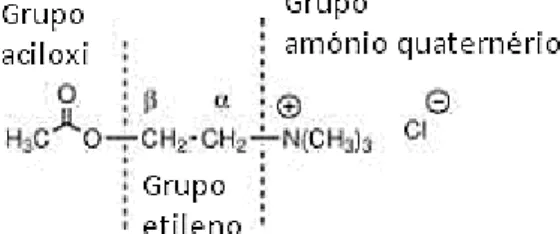 Figura  2  -  Estrutura  química  da  acetilcolina  (ACh).  A  ACh  é  o  neurotransmissor  fisiológico  para  os  recetores colinérgicos, no entanto é um pobre agente terapêutico