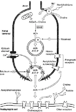 Figura  3  -  Biossíntese,  armazenamento,  libertação  e  metabolismo da ACh. Após a sua biossíntese e estímulo,  a ACh é libertada por exocitose para a fenda sináptica