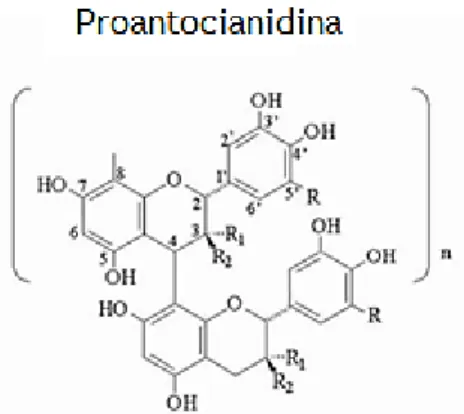 Figura 6 – Estrutura básica das proantocianidinas. Figura adaptada de [26]. 