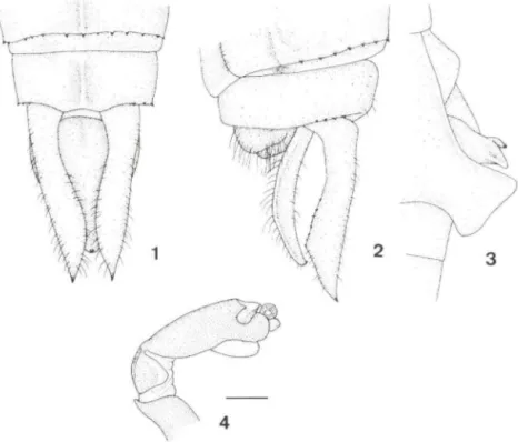 Figs  1-4. Erythrodiplax leti ela,  sp.n ..  (1 -3)  Holótipo macho,  apêndices anais em vista dorsal  (1)  e  lateral  (2);  (3)  genitália do  segundo segmento  em vista  lateral;  (4)  parátipo,  pênis em  vista  lateral
