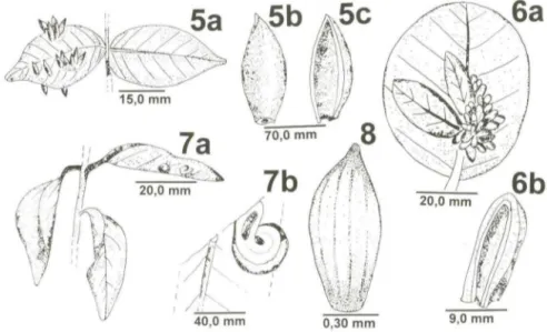Figs  5-8 .  (5)  Em  E.  uniflora,  fusiforme  (a)  aspecto  geral,  (b)  ampliado,  (c)  secção  transversal;  (6)  em E
