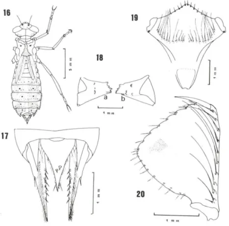 Figs  16-20.  Micrmhyria  ncellaw.  ( 16)  Exúvia  de  tíltimo  instar:  ( 17)  apêndices  abdominais;  ( I!!)  mandíhulas  (a  - esquerda 