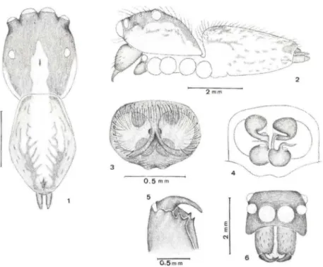 Figs  1-6. Asaphnbelis phywnyclIs  t';!1ll0&#34;.  (I)  Vista  dorsaL  (2)  vista  vontraL  (3)  opigino