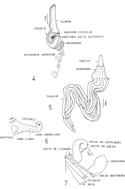 Figs  4-7.  SClIIl'em/a  /ai/alldemis.  Sp.lI.  (4)  Vi sta  lakral  &lt;1,&gt;  ｰｾｮｩｳ＠ (parátipo  MCN- FZB  n&#34;  33126/ j); 