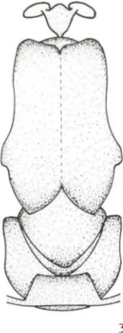 Figs 2-3.  Tóra x.  vista dorsal.  (2)  M.  heleno,. via/ace/LI';  (3)  /.  herclI/es