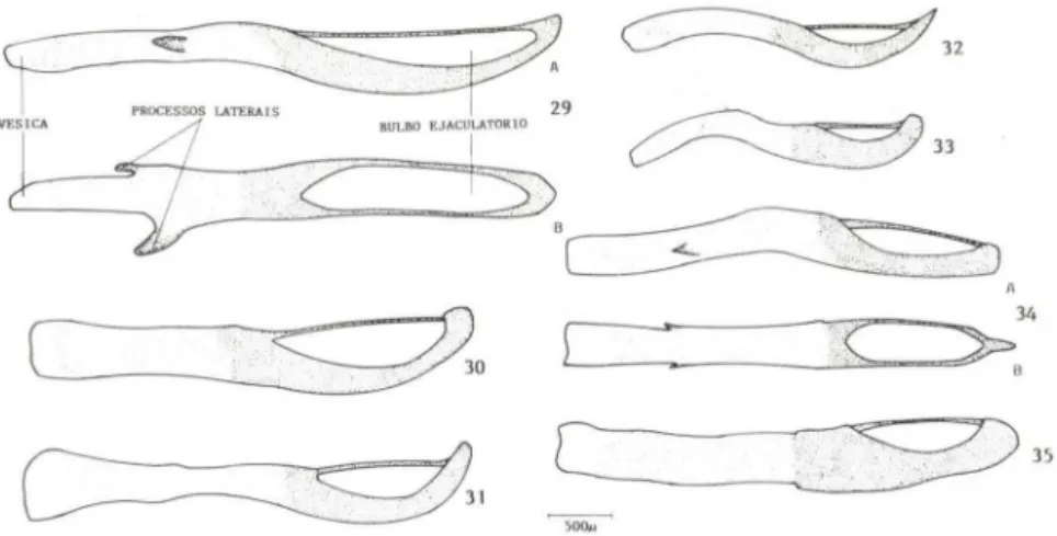 Figs 29-35.  Eckago. vista  lateral.  (2':1  a-h)  M . hell!lI"r "io/acl'IIs:  (30)  I 