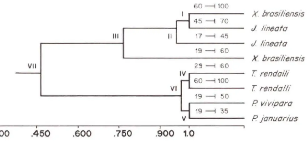 Fig.  2.  Agrupa mento  das  ･ｳ ｰ ｾ｣ｩ･ｳ＠ de  pe ixes  est udadas.  por classe  de  comprimento  padrão 