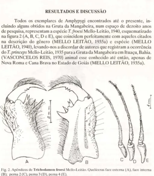 Fig.  2.  Apêndices de Trichodal11on  ｦｲＨＩ｣ｾｩ＠ Mcllo-Leitão. Quelíceras rate externa (A), race  interna  (B);  perna 2  (C),  perna 3 (D), perna 4 (E)