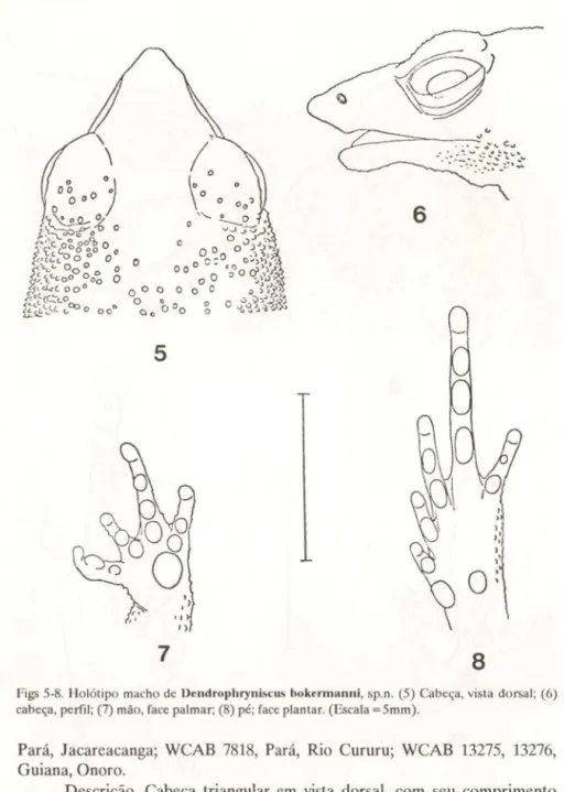 Figs 5-8.  /-Iolótipo  macho de  Dendrophryniscus bokermanni,  sp.n.  (5)  Cabeça, vista  dorsal;  (6)  cabeça, perfil;  (7)  mão, face palmar; (8) pé; face  plantar