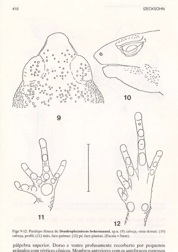 Figs 9-12.  Parátipo fêmea  de  Dendrophryniscus bokermanni, sp.n.  (9) cabeça, vista dorsal; (10)  cabeça, perfil; (11) mão, face palmar; (12) pé, face  plantar
