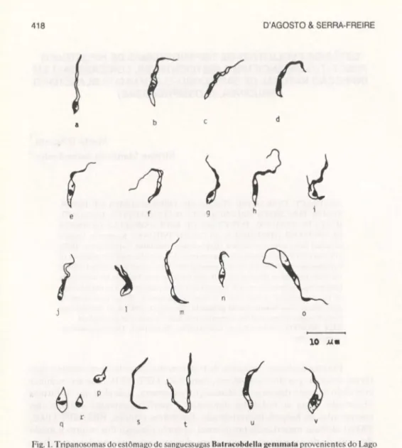 Fig. 1. Tripanosomas do estômago de sanguessugas Balracobdella gemmala provenientes do Lago  Açú,  Universidade  Federal  Rural  do Rio  de Janeiro