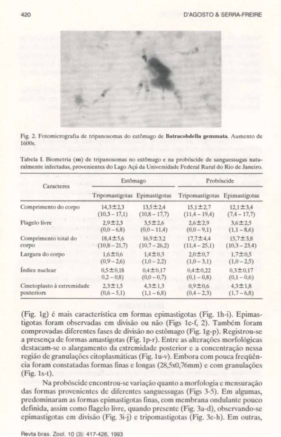 Fig.  2.  Fotomicrografia  de  tripanosomas  do estômago de  Balracobdella gemmata. Aumento de  1600x