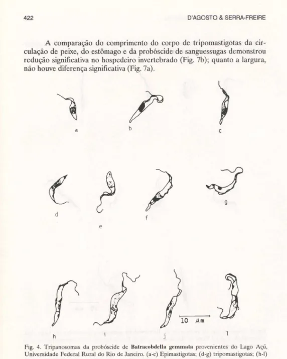 Fig.  4.  Tripanosomas  da  probóscide  de  Balracobdella  gemmata  provenientes  do  Lago  Açú,  Universidade  Federal  Rural  do Rio  de Janeiro