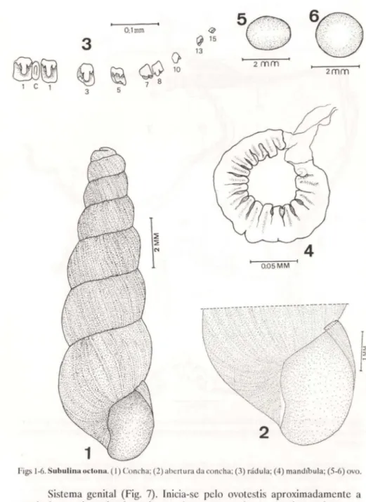 Figs 1-6. Subulina octlllm. (I)  Concha; (2) abertura da co ncha; (3) rádula; (4) mandlbula; (5-6) ovo