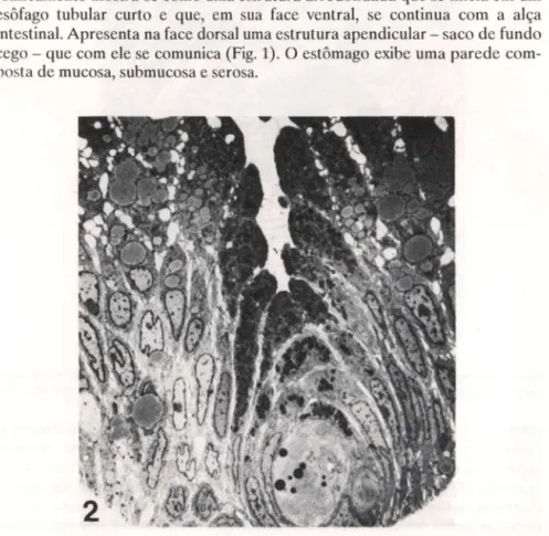 Fig.  2.  Trichogenes  longipinnis.  Fotomicrograria  eletrônica de  transmissão  da  mucosa  da  parte  inicial  - arredondada  - do  estômago