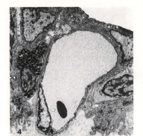 Fig. 4. Trichogenes  longipinnis.  Fotomicrograria  eletrânica  de  transmissão  Ud  ｾ Ｇ ｌｬ＠ Ulura  apen- apen-dicular que emerge da parede dorsal