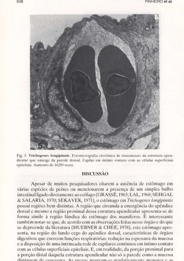 Fig.  5.  ｔｲｩ｣ｨｯｧ｣ｮ･ｾ＠ longipinnb.  Foto micrografia  clctrônica  de  transmissão  da  estrutura  apen- apen-dicular  que  emerge  da  parede  dorsal