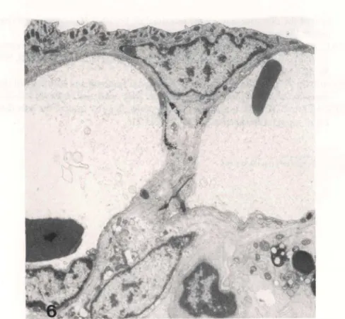 Fig.  6.  Trichogenes  longipinnis.  Fotomicrografia  eletrônica  de  transmissão  da  estrutura  apen- apen-dicular que  emerge  da  parede dorsal