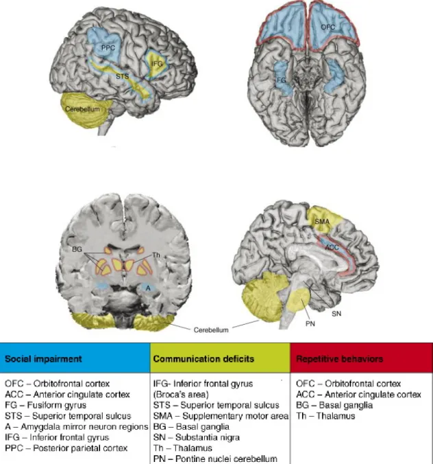 Figura ii Regiões encefálicas implicadas nos sintomas nucleares do autismo [77] 