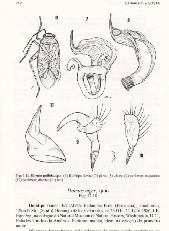 Figs 6-11.  Ellenin  pllllidll,  sp.n. (6)  Holótipo fêmea ; (7) pênis; (8) vésica; (9) parâmero esquerdo; 