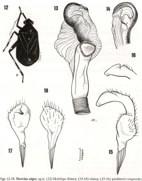 Figs  12-18.  Horcias niger, sp.n . (12)  Holótipo fêmea ; (13-14) vésica; (15-16)  parâmero esquerdo; 