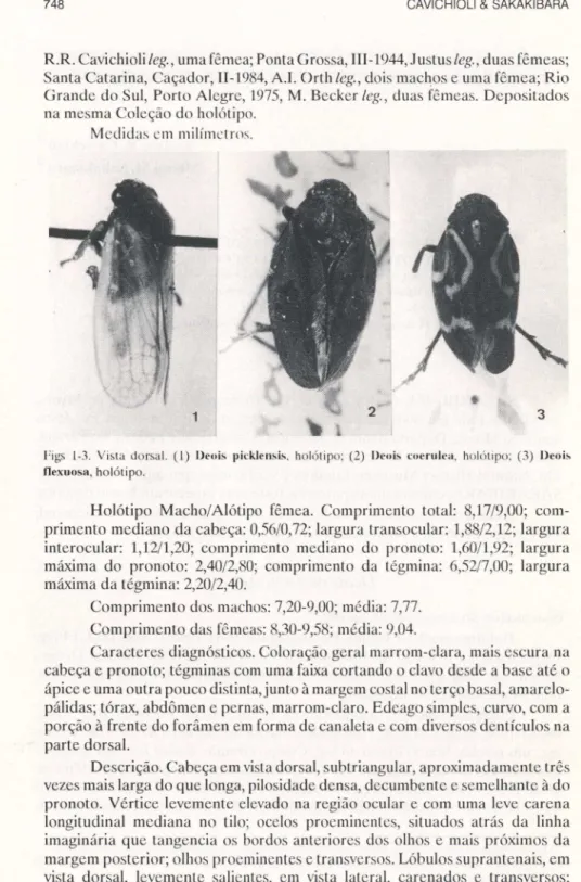 Figs  1-3.  Vista  dorsal.  (I)  Ueois  picklensis.  holótipo:  (2)  /)eob  cucrulca.  holótipo:  (3)  ｊＩ･ｯｩｾ＠