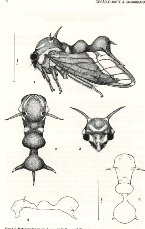 Figs 1-5. HeteroDotus mourel, sp.n. (1-3) fêmea; (4-5) macho.