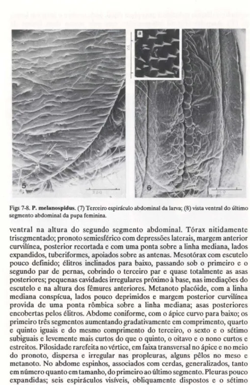 Figs 7-8. P. melanospidus. (7) Terceiro espiráculo abdominal da lalVa; (8) vista ventral do último segmento abdominal da pupa feminina.